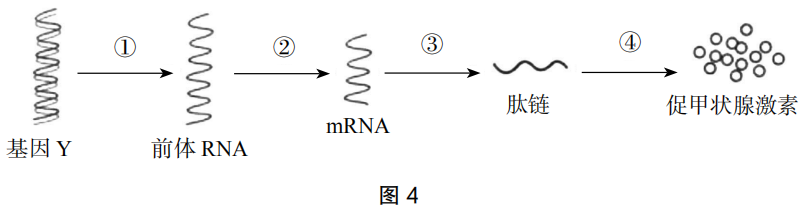 2019年上半年教师资格证考试《初中生物》题(图4)