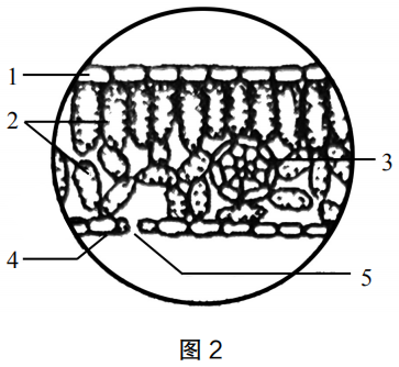 2019年上半年教师资格证考试《初中生物》题(图2)