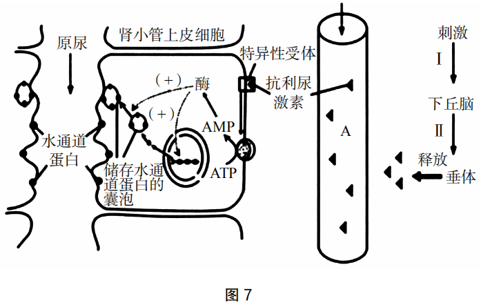 2019年上半年教师资格证考试《初中生物》题(图10)