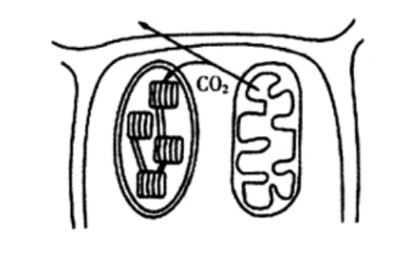 2021年上半年教师资格证考试《初中生物》题(图1)
