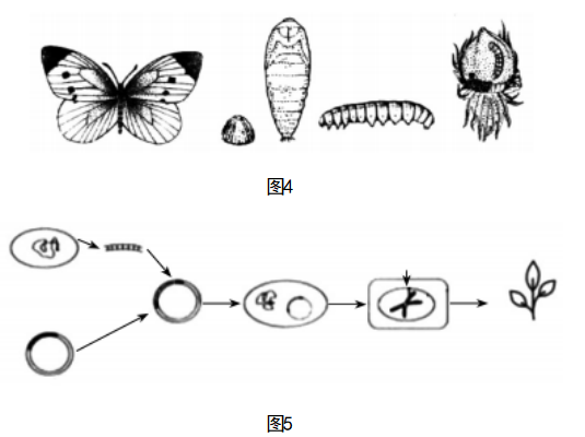 2023年上半年教师资格证考试《初中生物》题（考生回忆版）(图5)