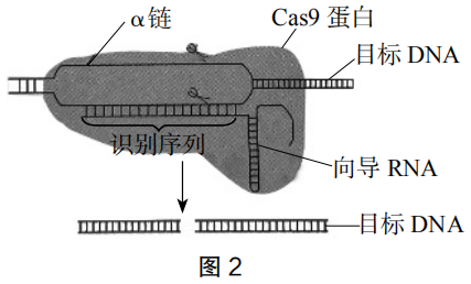 2019年下半年教师资格证考试《高中生物》题(图2)