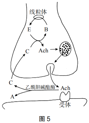 2019年下半年教师资格证考试《高中生物》题(图8)