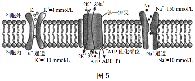 2019年上半年教师资格证考试《高中生物》题(图4)