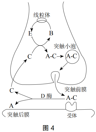 2020年下半年教师资格证考试《高中生物》题（考生回忆版）(图4)