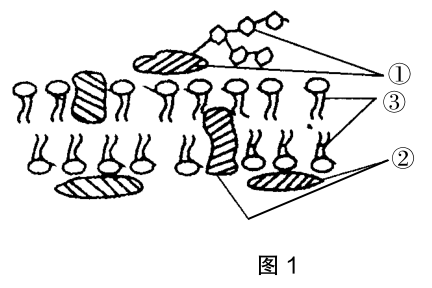 2021年下半年教师资格证考试《高中生物》题（考生回忆版）(图1)