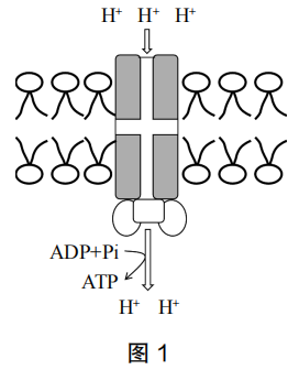 2023年上半年教师资格证考试《高中生物》题（考生回忆版）(图2)