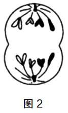 2023年上半年教师资格证考试《高中生物》题（考生回忆版）(图8)