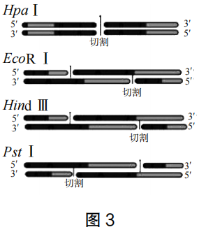 2023年上半年教师资格证考试《高中生物》题（考生回忆版）(图9)
