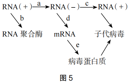 2023年上半年教师资格证考试《高中生物》题（考生回忆版）(图13)