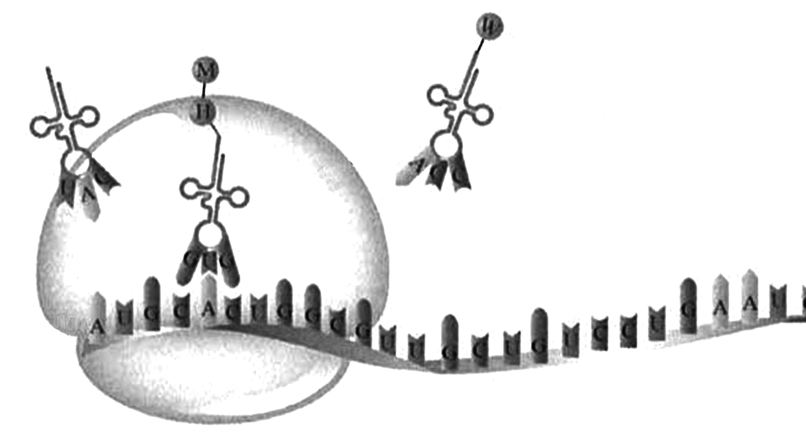 2023年上半年教师资格证考试《高中生物》题（考生回忆版）(图19)